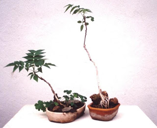 Ailanthus Bonsai