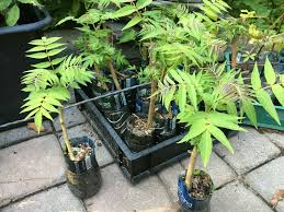 Hardy Fast Bonsai Ailanthus Altissima 