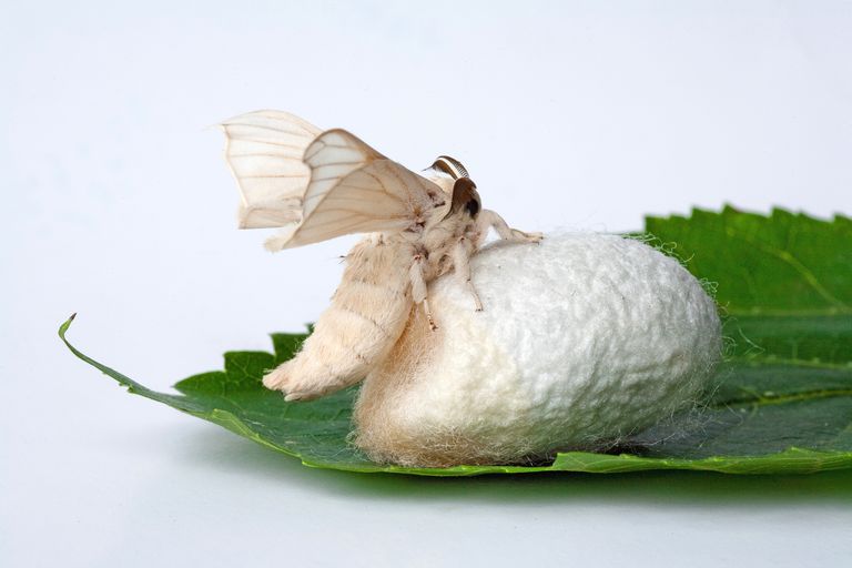 Silk Moth Cocoon Mulberry Leaf