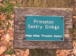 161c Ginkgo Sentry Jpg